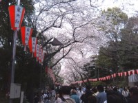 上野の桜